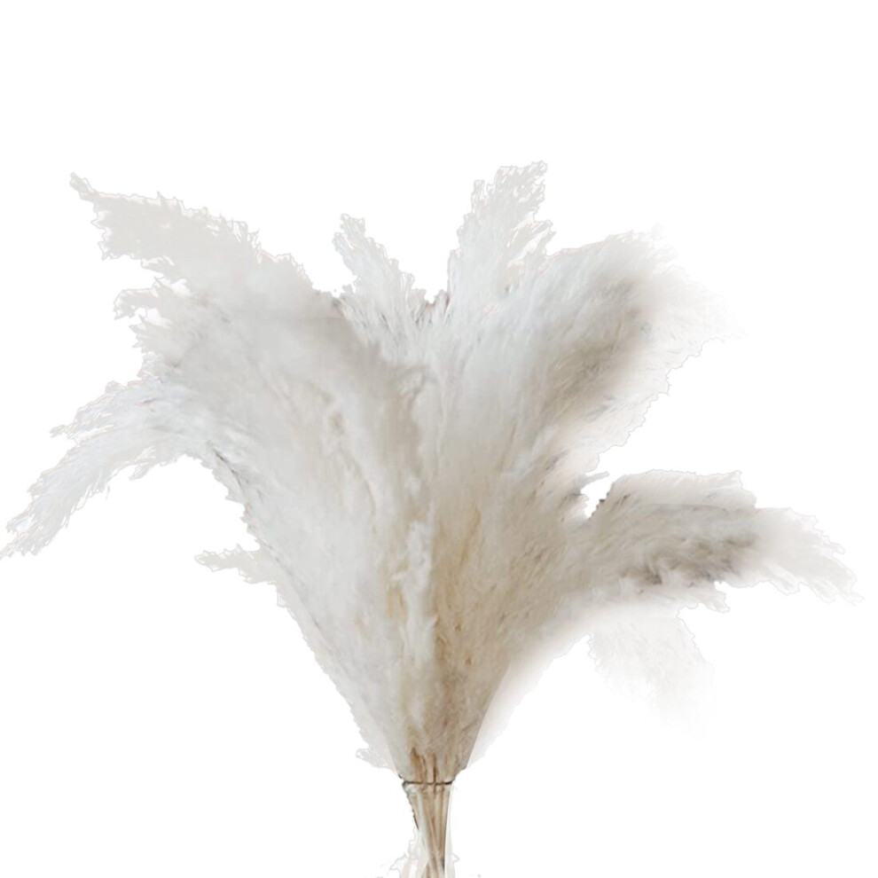 Melitt Pampas Grass - 10 Pampas Stems Of Fluffy Pampas Grass For Wedding, Home, And Event Decor - Dried Pampas Grass White