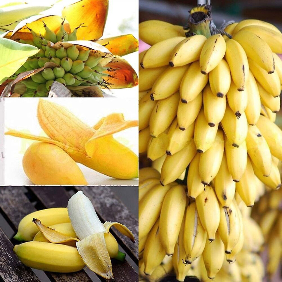 100pcs Dwarf Banana Tree Seeds Mini Bonsai Plant Rare Fruits Garden Decor