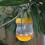 Hornet Traps For Outdoors 3