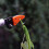 Durable Long Handle Fruit Picker Garden Long Reach Tree Pruner Secateurs Hand Tools 2