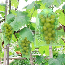50 Pieces Grape Protection Bag, 30x20cm, Organza Bags, Fruit Protection Bag, Insect Net, Protection And Pest Control For Garden (green)