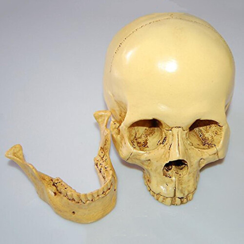 1: 1 Resin Human Skull Anatomical Teaching Decoration Yellow 1
