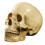 1: 1 Resin Human Skull Anatomical Teaching Decoration Yellow 1