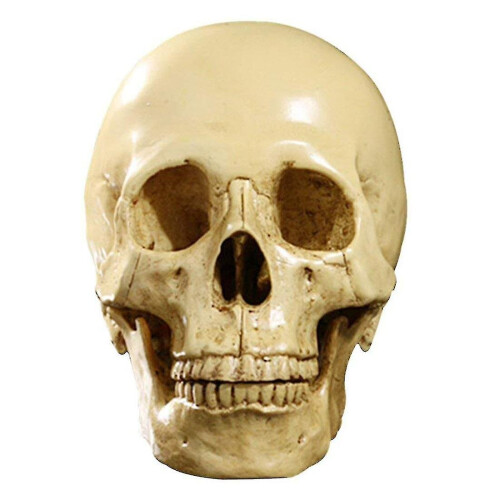 1: 1 Resin Human Skull Anatomical Teaching Decoration Yellow 2