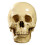 1: 1 Resin Human Skull Anatomical Teaching Decoration Yellow 3
