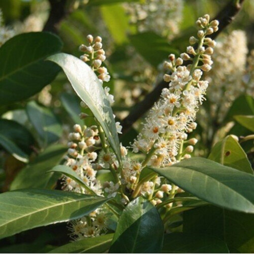 (10) Prunus laurocerasus. Common or Cherry Laurel 2