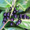 (10) Prunus laurocerasus. Common or Cherry Laurel 4