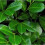 (10) Prunus laurocerasus. Common or Cherry Laurel 1