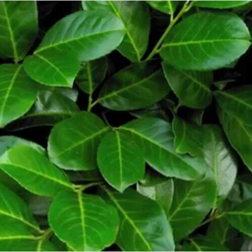 (10) Prunus laurocerasus. Common or Cherry Laurel