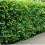 (10) Prunus laurocerasus. Common or Cherry Laurel 2