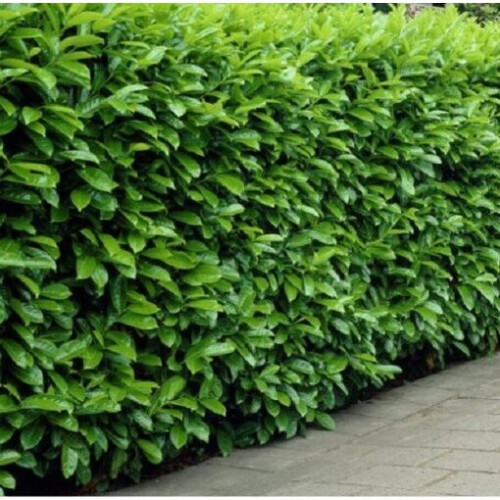 (10) Prunus laurocerasus. Common or Cherry Laurel 1