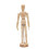 Wooden Male 4
