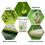 (3Pcs) Bacillus Thuringiensis Vegetable Fruit Tree Biopesticide Insecticide 2