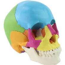 22 Parts 1:1 lifesize disassembled skull head anatomy model medical anatomy model dropshipping