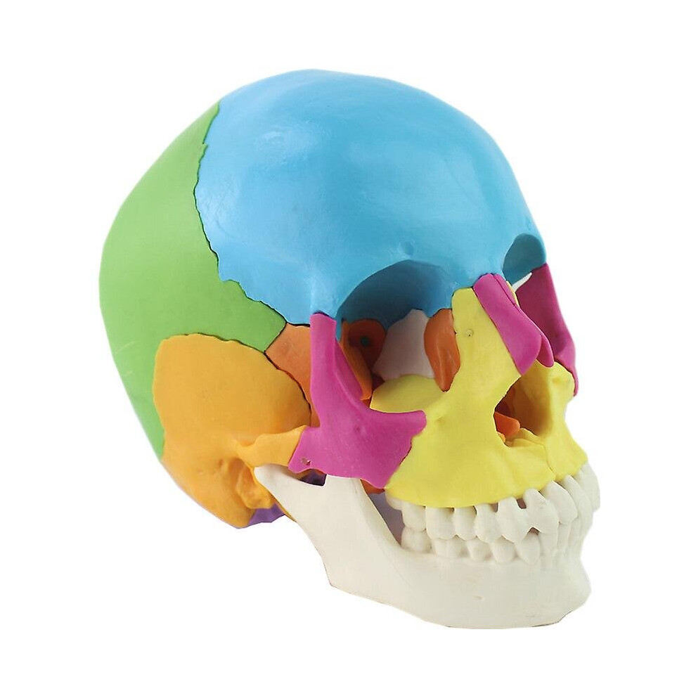 22 Parts 1:1 lifesize disassembled skull head anatomy model medical anatomy model dropshipping