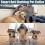 3 In1 Anti Bark Dog Collar Excessive Barking Device Safe Harmless 3