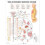 The Autonomic Nervous System Anatol C 1