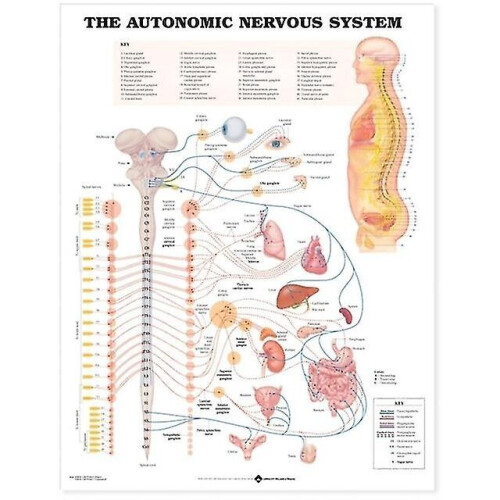 The Autonomic Nervous System Anatol C