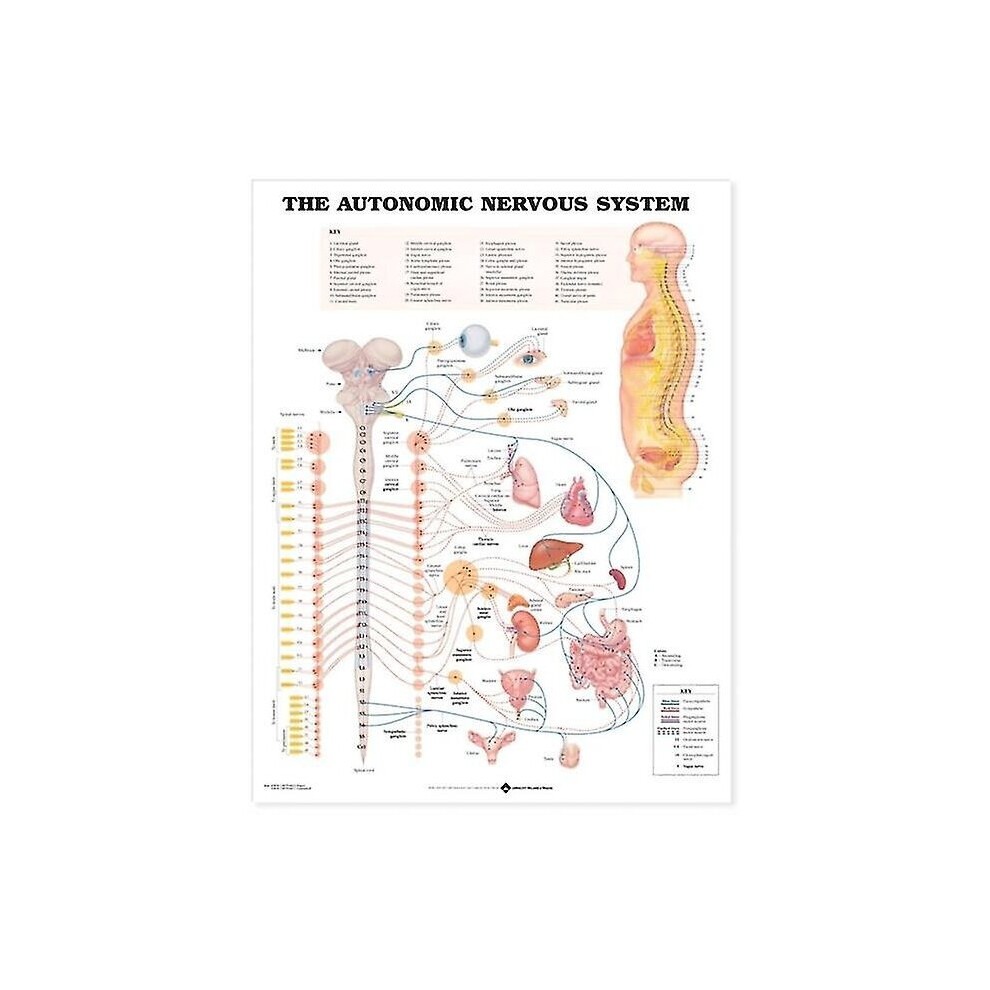 The Autonomic Nervous System Anatol C
