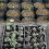 Kryc  500pcs Plastic Nursery Pot Plant Propagation Container 8cmx8cm 5