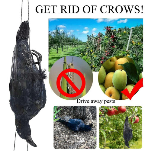 Realistic Dead Crow Decoy Lifesize Extra Black Feathered Crow 2