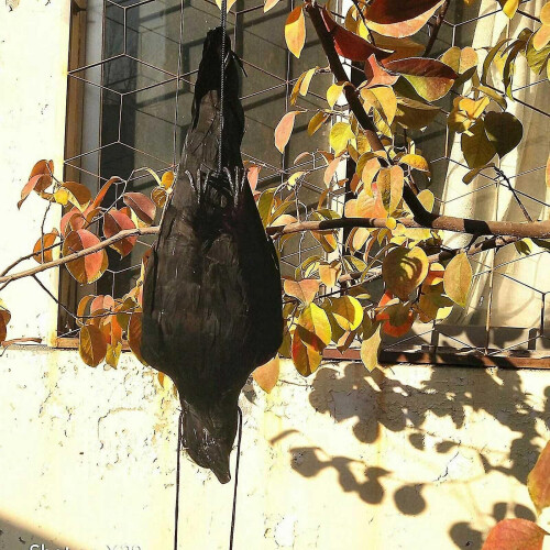 Realistic Dead Crow Decoy Lifesize Extra Black Feathered Crow 1