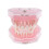 Dental Orthodontic Typodont Plastic Standard Model 4004 With 28 Removeable Teeth 3