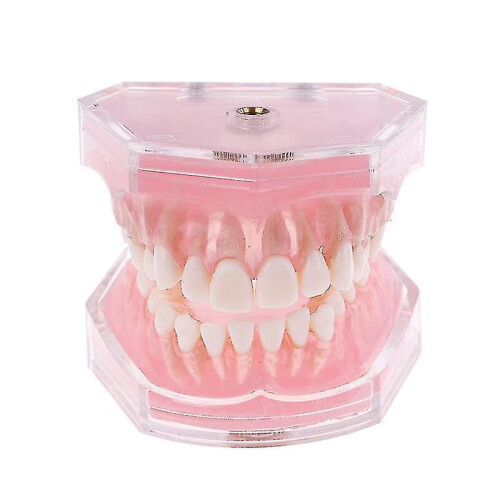 Dental Orthodontic Typodont Plastic Standard Model 4004 With 28 Removeable Teeth 2