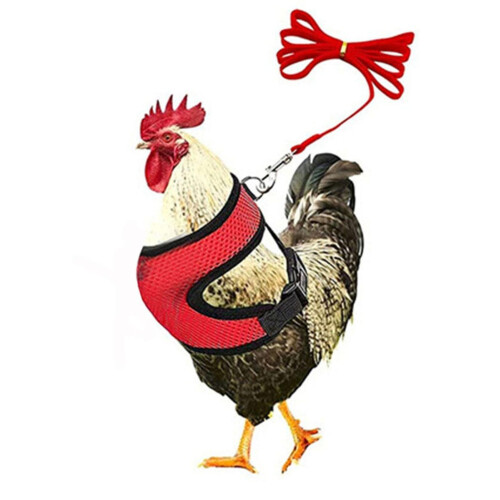 (Red, S) Adjustable Chicken Harness With Leash- Comfortable Hen Vest Breathable Mesh