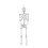 Living And Home (155cm) Posable Skeleton Model Halloween Party Decoration Props 2