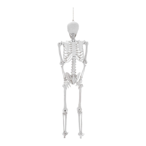 Living And Home (155cm) Posable Skeleton Model Halloween Party Decoration Props 1