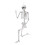 Living And Home (155cm) Posable Skeleton Model Halloween Party Decoration Props 5