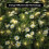 Pack of 2 Outdoor Solar 120 LED String Lights Waterproof 3