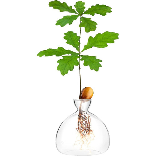 Acorn Sprouting Seed Starter Planter Vase Terrariums Pot Acorn Tree ...