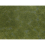 Dark Green Groundcover Foliage 12x18cm 1