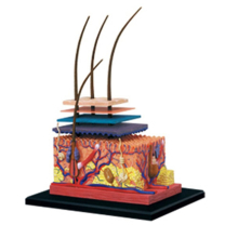 4d Human Skin Model Hair Organs Assembling Puzzle Model Teaching Model Manikin Science Anatomical M