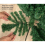 Garden Store Direct (4FT) Garden Store Direct Slim Green Spruce Christmas Tree 4ft - 8ft 11