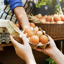 10 Pcs Egg Tray Holder Bulk Paper Egg Cartons For Chicken Eggs Pulp Fiber Holds 6 Count Eggs For Family Farm Market Travel Egg Storage Containers 6in