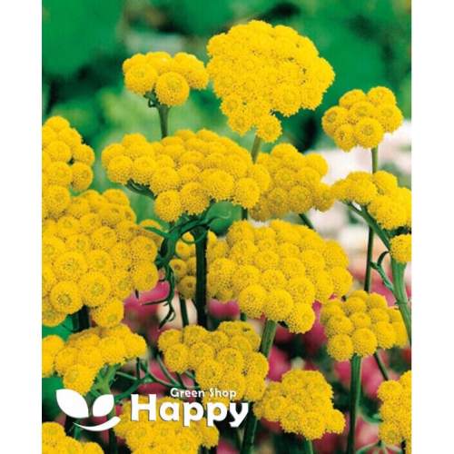 Yellow Ageratum - Lonas inodora - 850 SEEDS - Annual border cut flower ...