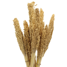 Furniture & Home Furnishings - 6x of Cantal Grass Bunch - Natural