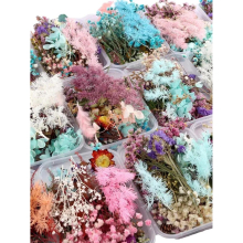 Colorful Real Dried Flower Plant for Making Aromatherapy Candles