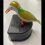 Bird Toothpick Container Automatic Toothpick Dispenser Toothpick Holder bird toothpick box 4