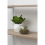 Premier Housewares Fiori Mixed Succulent In Small Glass Pot 4