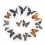 1pc Random Butterfly Specimen Folded Real Insects Butterfly Specimen 5