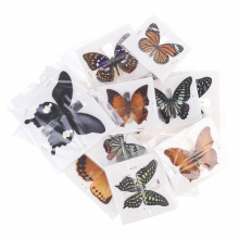 1pc Random Butterfly Specimen Folded Real Insects Butterfly Specimen