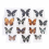 1pc Random Butterfly Specimen Folded Real Insects Butterfly Specimen 6