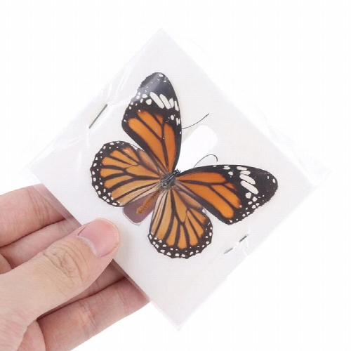 1pc Random Butterfly Specimen Folded Real Insects Butterfly Specimen 1