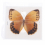 1pc Random Butterfly Specimen Folded Real Insects Butterfly Specimen 3