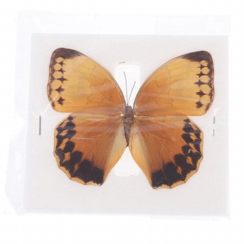 1pc Random Butterfly Specimen Folded Real Insects Butterfly Specimen 2