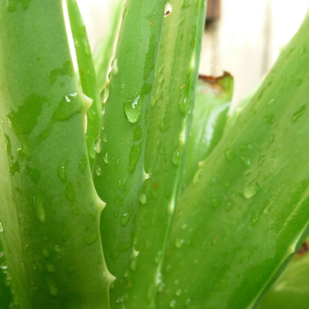 1 ALOE VERA BARBADENSIS UPRIGHT EVERGREEN PERENNIAL HEALTHY GARDEN PLANT IN POT